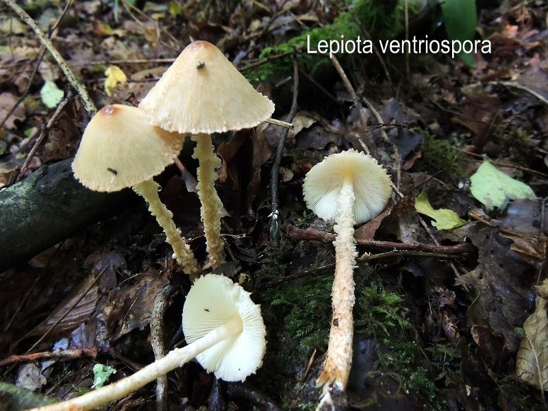 Lepiota magnispora-amf1170.jpg - Lepiota magnispora ; Syn: Lepiota ventriosospora ; Non français: Lépiote à voile jaune